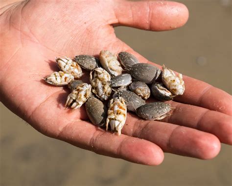 sand crabs california